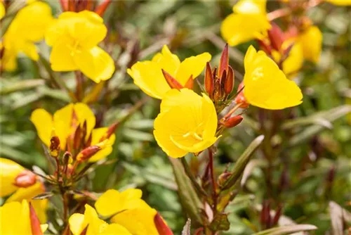 Garten-Nachtkerze - Oenothera pilosella 'Yella Fella'