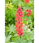 Garten-Lupine - Lupinus polyphyllus 'Edelknabe'