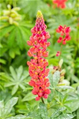 Garten-Lupine - Lupinus polyphyllus 'Edelknabe'