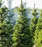 Fichte 'Will's Zwerg' - Picea abies 'Will's Zwerg'