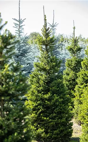 Picea abies 'Columnaris'