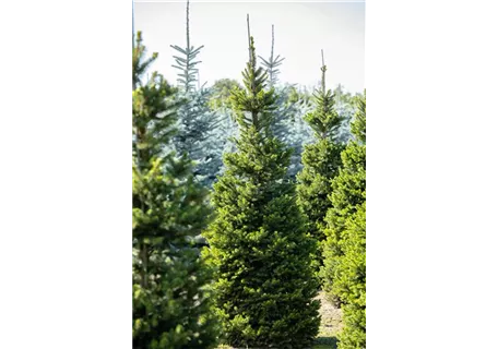 Picea abies 'Columnaris' - Säulenfichte