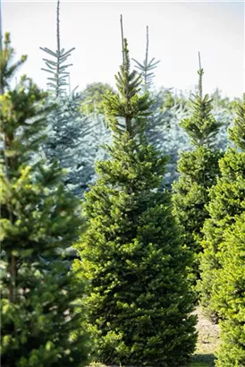 Säulenfichte - Picea abies 'Columnaris'