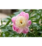 Garten-Pfingstrose - Paeonia lactiflora 'Bowl of Beauty'