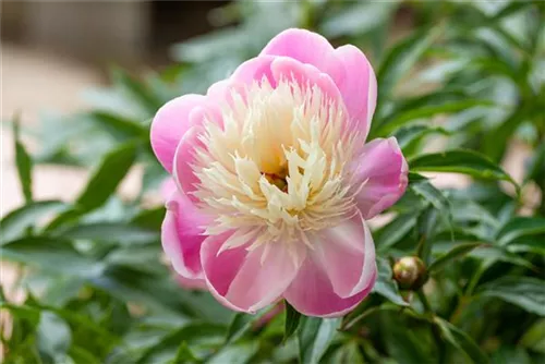 Garten-Pfingstrose - Paeonia lactiflora 'Bowl of Beauty'