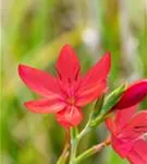 Spaltgriffel - Schizostylis coccinea