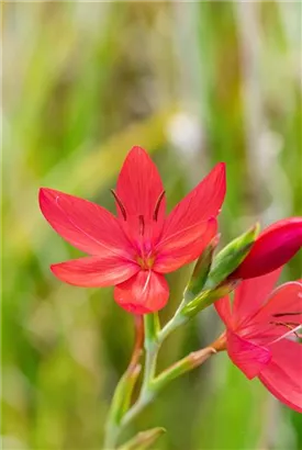 Spaltgriffel - Schizostylis coccinea