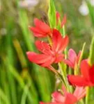 Spaltgriffel - Schizostylis coccinea