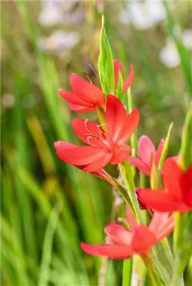 Spaltgriffel - Schizostylis coccinea