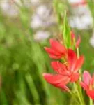 Spaltgriffel - Schizostylis coccinea