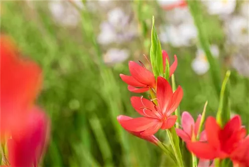 Spaltgriffel - Schizostylis coccinea