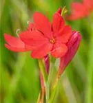 Spaltgriffel - Schizostylis coccinea