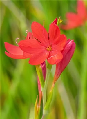 Spaltgriffel - Schizostylis coccinea