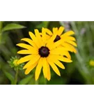 Deams Sonnenhut - Rudbeckia fulgida var.Deamii