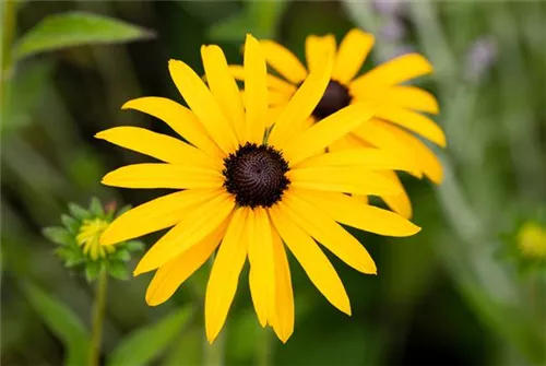 Deams Sonnenhut - Rudbeckia fulgida var.Deamii