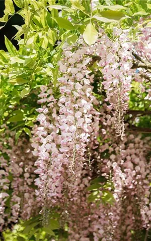 Wisteria sinensis 'Rosea'