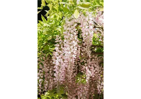 Wisteria sinensis 'Rosea' - Weißer Cin.Blauregen