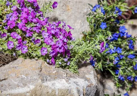 Phlox subulata 'Ronsdorfer Schöne' - Garten-Teppich-Flammenblume