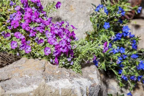 Garten-Teppich-Flammenblume - Phlox subulata 'Ronsdorfer Schöne'