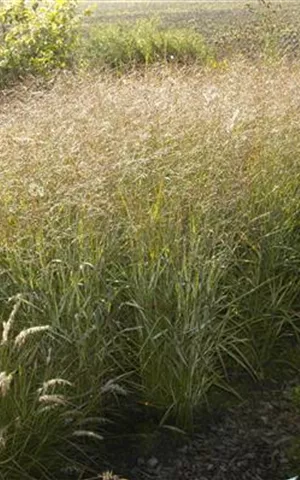 Panicum virgatum 'Shenandoah'