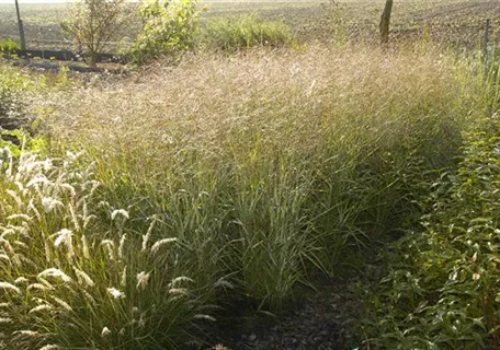 Panicum virgatum 'Shenandoah' - Garten-Ruten-Hirse