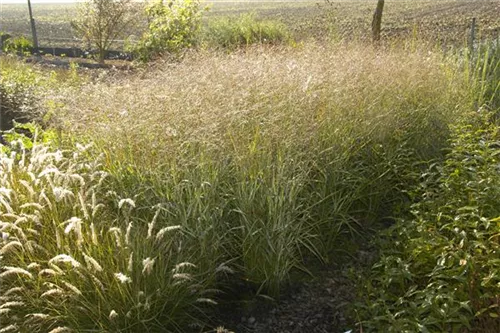 Garten-Ruten-Hirse - Panicum virgatum 'Shenandoah'