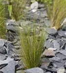 Zartes Federgras - Stipa tenuissima