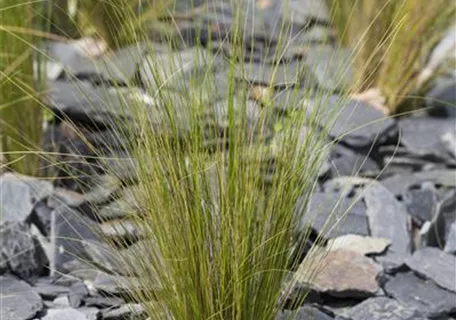 Stipa tenuissima - Zartes Federgras