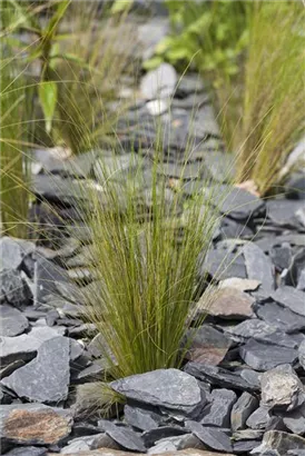 Zartes Federgras - Stipa tenuissima