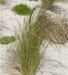 Zartes Federgras - Stipa tenuissima