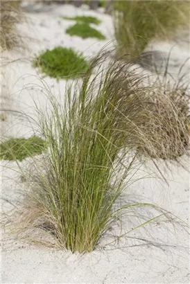 Zartes Federgras - Stipa tenuissima