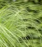 Zartes Federgras - Stipa tenuissima