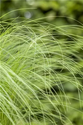 Zartes Federgras - Stipa tenuissima