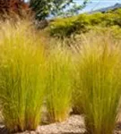 Zartes Federgras - Stipa tenuissima