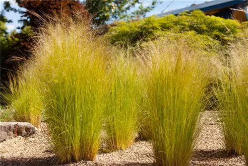 Zartes Federgras - Stipa tenuissima