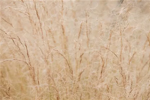 Zartes Federgras - Stipa tenuissima