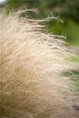 Zartes Federgras - Stipa tenuissima