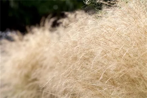 Zartes Federgras - Stipa tenuissima