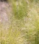 Zartes Federgras - Stipa tenuissima