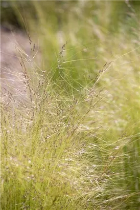 Zartes Federgras - Stipa tenuissima