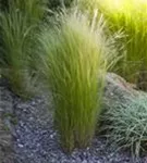 Zartes Federgras - Stipa tenuissima