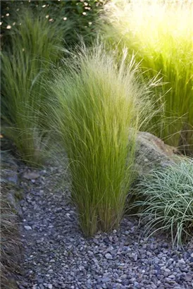 Zartes Federgras - Stipa tenuissima