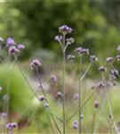 Eisenkraut - Verbena bonariensis