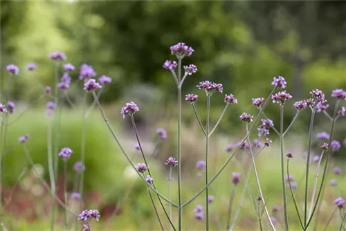 Eisenkraut - Verbena bonariensis