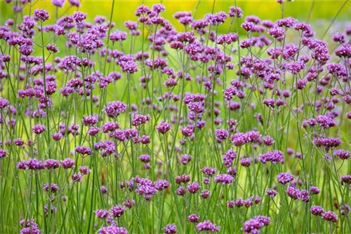 Eisenkraut - Verbena bonariensis