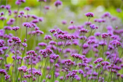 Eisenkraut - Verbena bonariensis