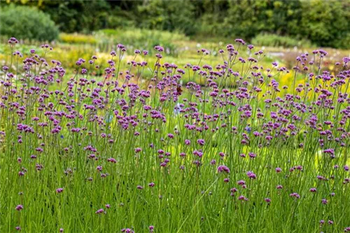 Eisenkraut - Verbena bonariensis