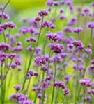 Eisenkraut - Verbena bonariensis