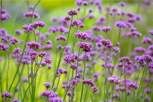 Eisenkraut - Verbena bonariensis