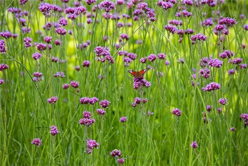 Eisenkraut - Verbena bonariensis